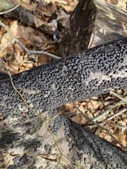 Jackrogersella cohaerens