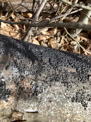 Jackrogersella cohaerens