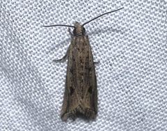 Bactra