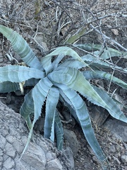 Agave sobria sobria