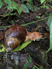 Megalobulimus popelairianus