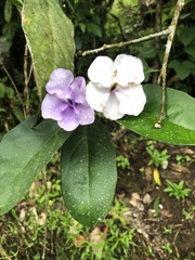 Brunfelsia grandiflora