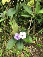 Brunfelsia grandiflora