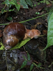 Megalobulimus popelairianus