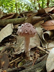 Coniolepiota spongodes