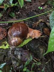 Megalobulimus popelairianus