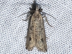 Bactra