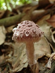 Coniolepiota spongodes