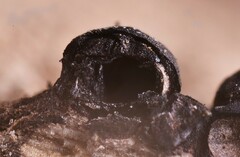 Rosellinia mammiformis
