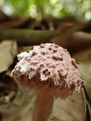 Coniolepiota spongodes