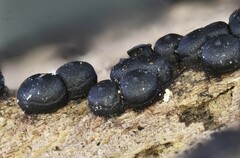 Rosellinia mammiformis