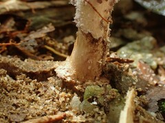 Coniolepiota spongodes