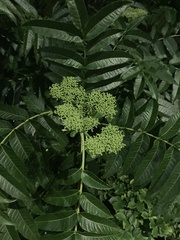 Zanthoxylum ailanthoides