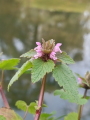 Lamium purpureum