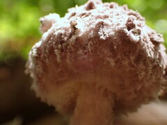 Coniolepiota spongodes