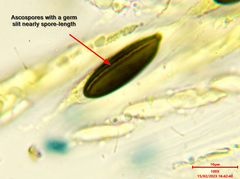 Rosellinia mammiformis