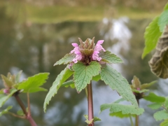 Lamium purpureum
