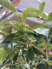 Ficus