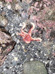 Orthasterias koehleri