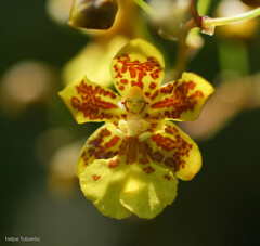 Grandiphyllum auricula