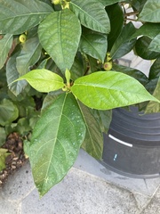 Ficus