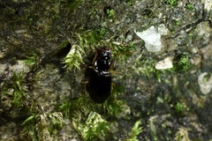 Platynini