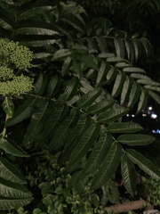 Zanthoxylum ailanthoides