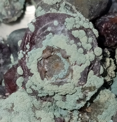 Penicillium digitatum