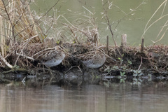 Gallinago