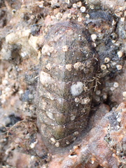 Chitonoidea