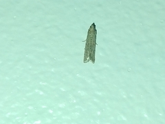 Lepidoptera