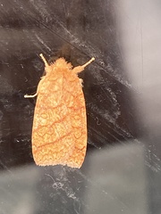 Pyreferra hesperidago