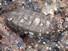 Chitonoidea