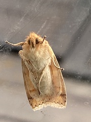 Pyreferra hesperidago