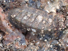 Chitonoidea