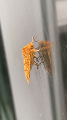 Pyreferra hesperidago