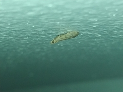 Lepidoptera