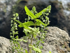 Ocimum tenuiflorum