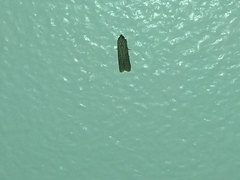 Lepidoptera