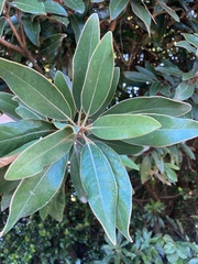 Neolitsea sericea