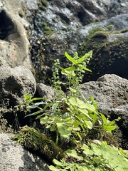 Ocimum tenuiflorum