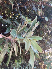 Neolitsea sericea