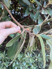 Neolitsea sericea