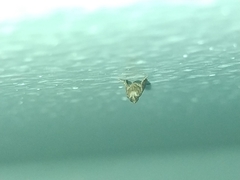 Lepidoptera