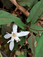 Wrightia tinctoria