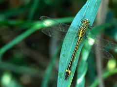 Neurogomphus featheri