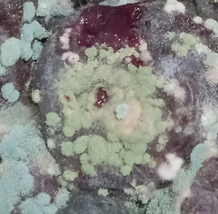 Penicillium digitatum