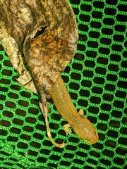 Pseudotriton ruber ruber