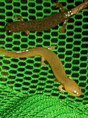 Pseudotriton ruber ruber