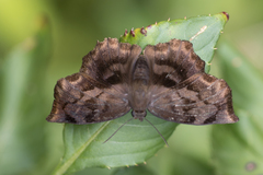 Achlyodes busirus